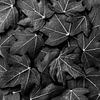 Feuilles de lierre dans une composition en noir et blanc sur Greet van Dam