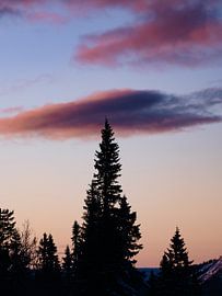 L'air du soir au-dessus de la forêt du nord sur Roy Mosterd