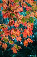 Sycamore maple at Hof ter Saksen, Beveren