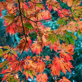 Érable sycomore à Hof ter Saksen, Beveren sur Miss Dee Photography