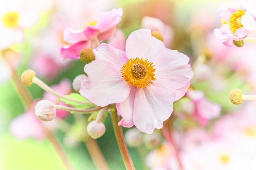 Fleur d'été rose tendre par Jenco van Zalk