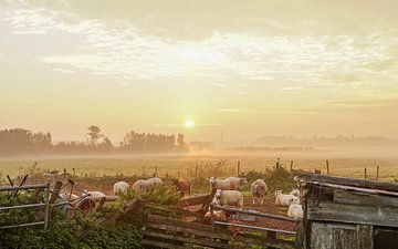 Schapen in de mist van Dirk van Egmond