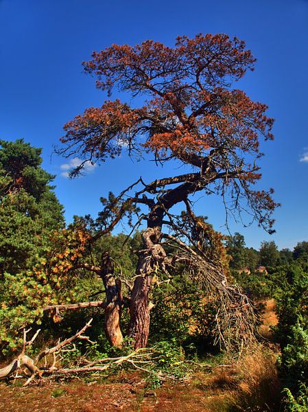 oude heideboom van Edgar Schermaul