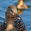 Mother Duck with offspring by Beeld Creaties Ed Steenhoek | Photography and Artificial Images