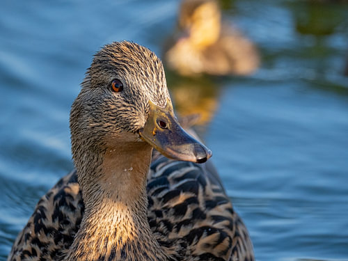 Mother Duck in Golden Evening Light