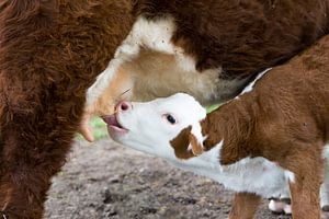 Hereford-Kalb trinkt Milch zur Eutermutterkuh