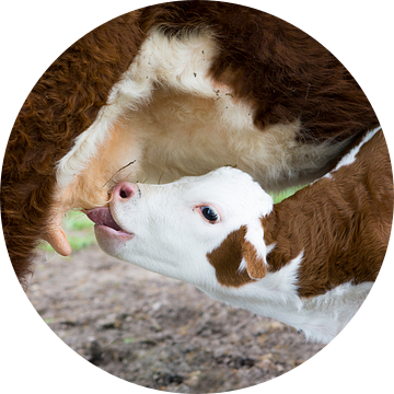  Hereford kalf drinkt melk aan uier moeder koe van Ger Beekes