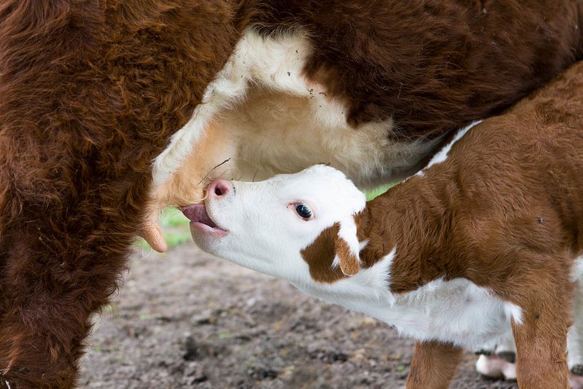 Hereford calf drinks milk to udder mother cow by Ger Beekes
