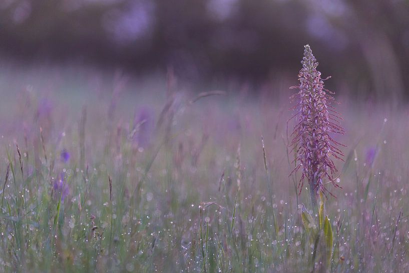 Heimische Orchideenart, Inheemse orchideeënsoorten von Karin Luttmer