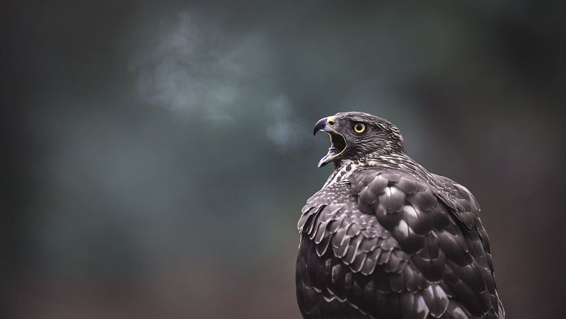 Morgenlatte von Alex Pansier