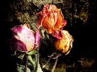 withered roses