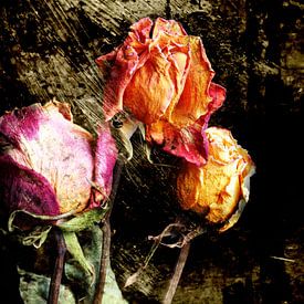 withered roses van walter haenen