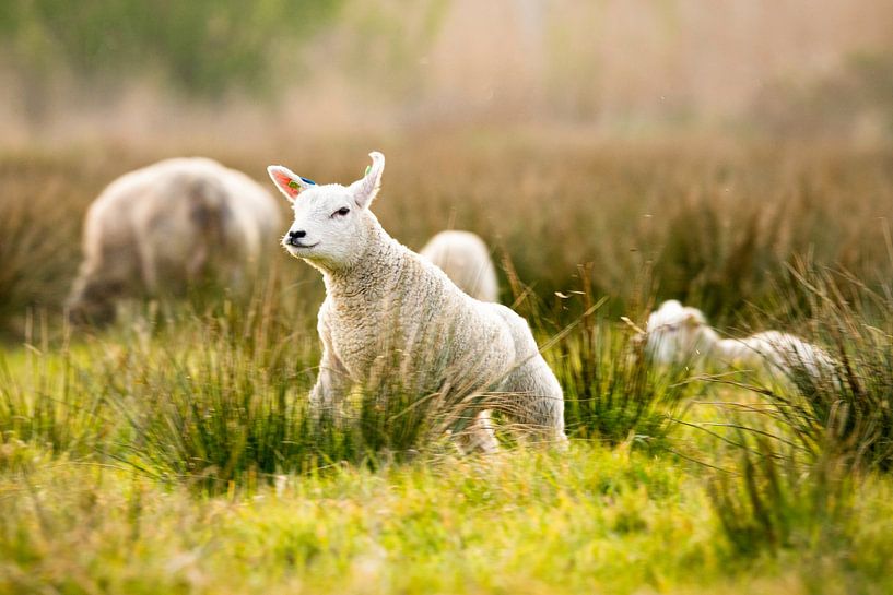 Lambs in spring by Shane van Hattum