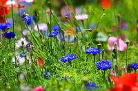 Blumenwiese