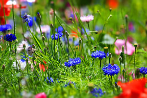 Blumenwiese