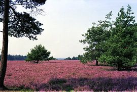 Erika van Joachim Serger