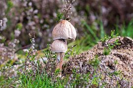 champignons dans la forêt sur Merijn Loch