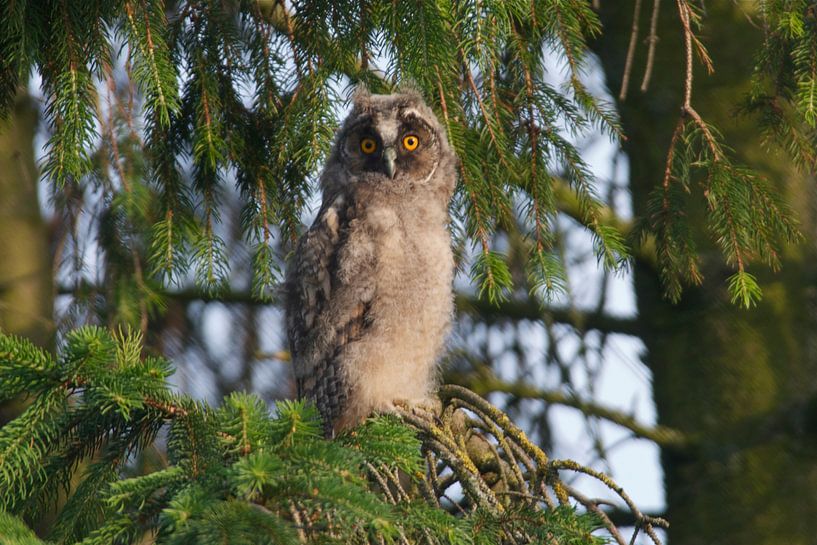 jonge uil by Elise Daanen