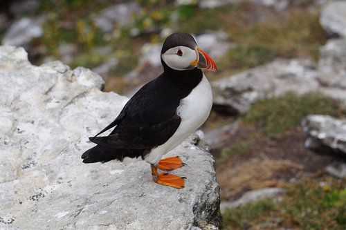 Papegaaiduikers op het eiland Skellig Michael in Ierland