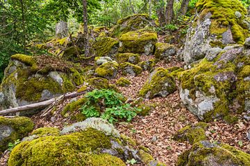 Wald mit Felsen bei Figeholm in Schweden von Rico Ködder