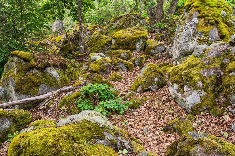 Forest with rocks near Figeholm in Sweden by Rico Ködder
