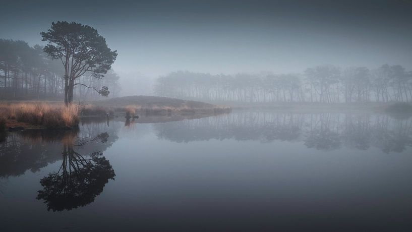 Silence and tranquillity in a misty fen by Michel Seelen