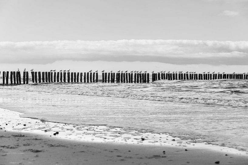 Meeuwen langs het strand van Mister Moret