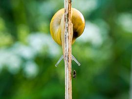 Slak met vlieg sur Raymond Schrave