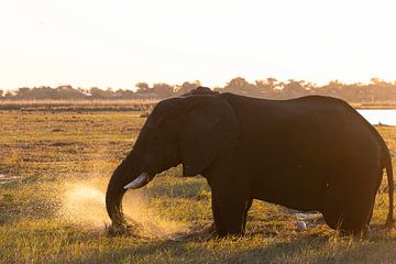 Namibia & Botswana wilde dieren op safari