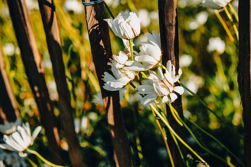 Marguerites sur clôture en bois – art mural botanique, heure dorée par Brave Toaster Photos