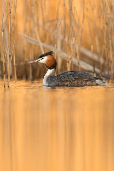 Haubentaucher ( Podiceps cristatus ) schwimmt im goldenen Abendlicht vor Schilf, Spiegelung im ruhig von wunderbare Erde