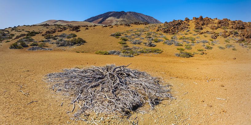 Tenerife National Park by Walter G. Allgöwer