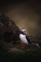 Papageientaucher baut ein Nest