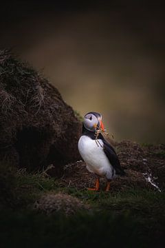 Papageientaucher baut ein Nest von Nina Robin Photography