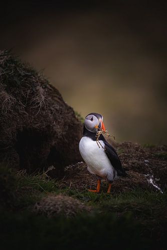 Puffin makes a nest
