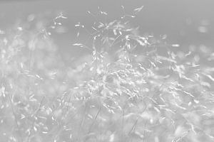 Waving in the wind (schwarz und weiß)