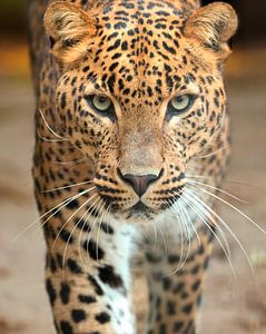 Leopard kommt zu dir. von Patrick van Bakkum
