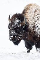 Amerikanischer Bison ( Bison bison ) bei Schneefall, Yellowstone-Nationalpark, USA.