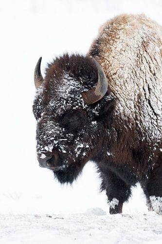 Bison d'Amérique ( Bison bison ) pendant une chute de neige, Parc national de Yellowstone, USA.