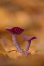Mushroom in the forest: amethyst mushroom (red cabbage mushroom) by Moetwil en van Dijk - Fotografie thumbnail