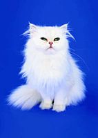 Moustaches et merveilles : Un portrait de chat