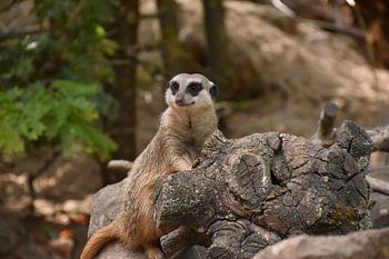An alert meerkat at its lookout post