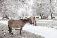 Een kudde konikpaarden in een winter landschap van Bas Meelker thumbnail