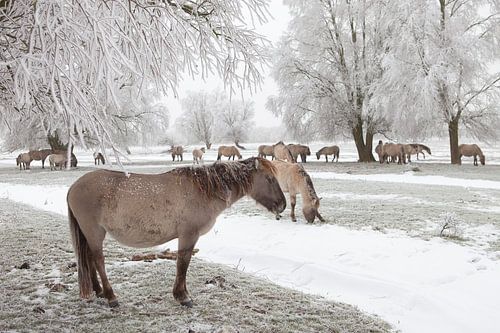 Een kudde konikpaarden in een winter landschap