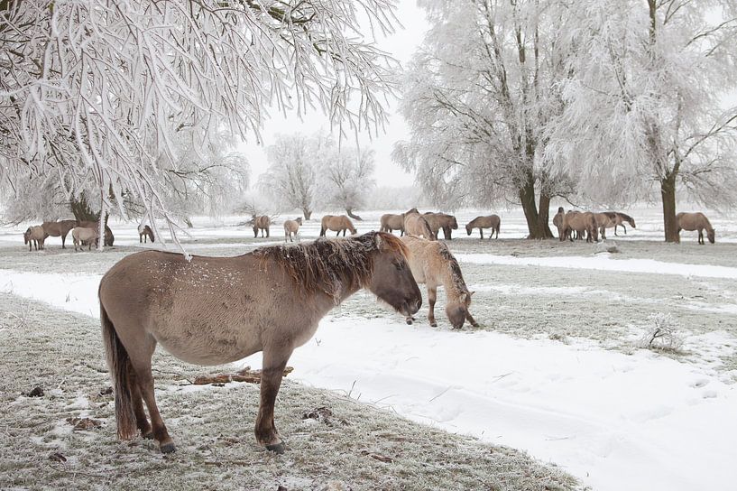 Een kudde konikpaarden in een winter landschap van Bas Meelker