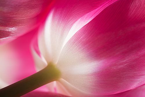 Tulp, fuchsia met wit