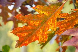 Eikenblad von Carla Boogaard