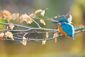 Eisvogel von Eisvogel.land - Corné van Oosterhout