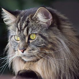 Maine coon Neko by Rachel Beijkirch