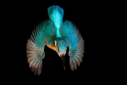 IJsvogel gefotografeerd in het Gooi